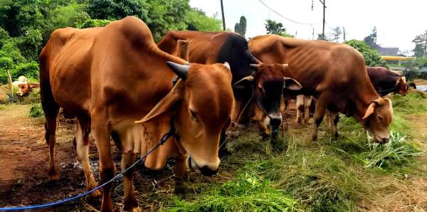 Patungan Kurban Sapi dengan Harga Berbeda, Sah Menurut Syariat Islam