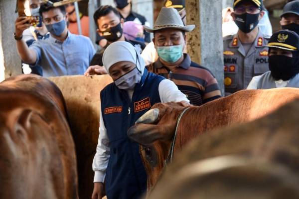 Di Idul Adha  1443 H Tahun 2022, Jatim Siapkan 1.276 Juru Sembelih Halal (JULEHA)