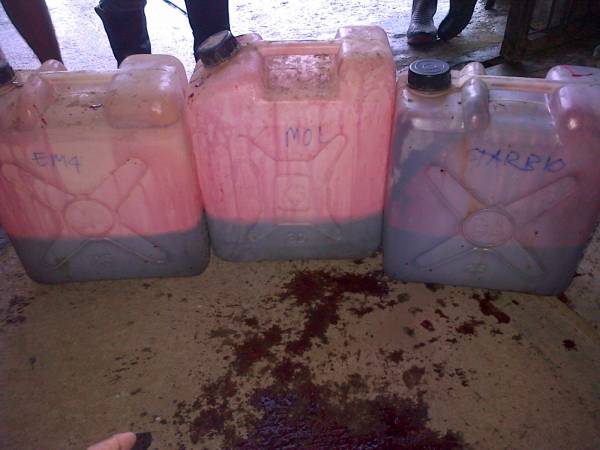 Bisa Diolah Jadi Pupuk Organik, Ini Cara Olah Limbah Darah Sapi