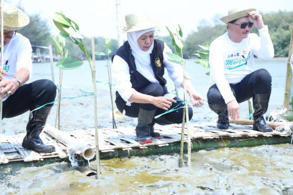Gelaran Festival Mangrove di Romokalisari Land, Tanam 10 Ribu Bibit Mangrove, Lepas Liar 88 Ekor Burung, 5000 Benih Ikan Bandeng, serta 25.000 Benih Udang Vaname