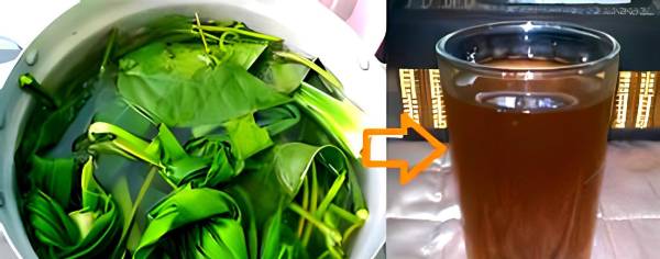 Ini Delapan Penyakit Serius yang Bisa Dicegah dengan Air Rebusan Daun Sirih