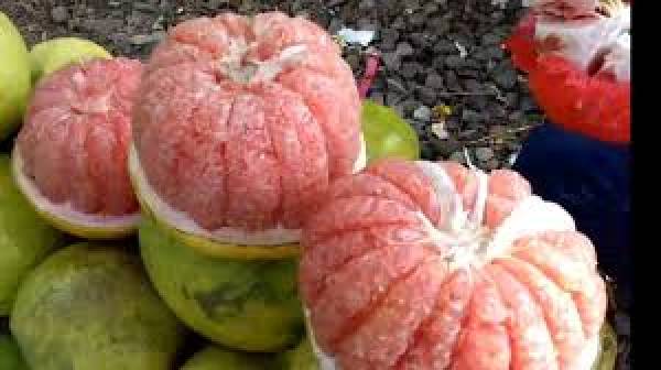 Meski Bernama Jeruk Bali, Namun Buah Ini Bukan Berasal dari Bali