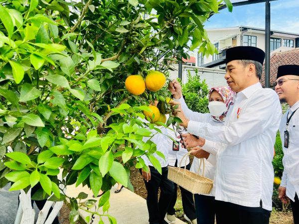 Jokowi Tinjau Area Pertanian Kopontren Al-Ittifaq
