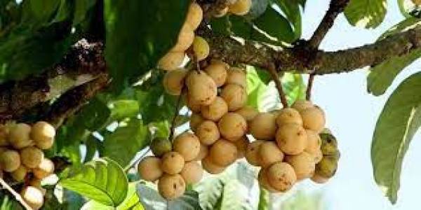 Langsat, Si Manis Mirip Duku yang Kaya Manfaat