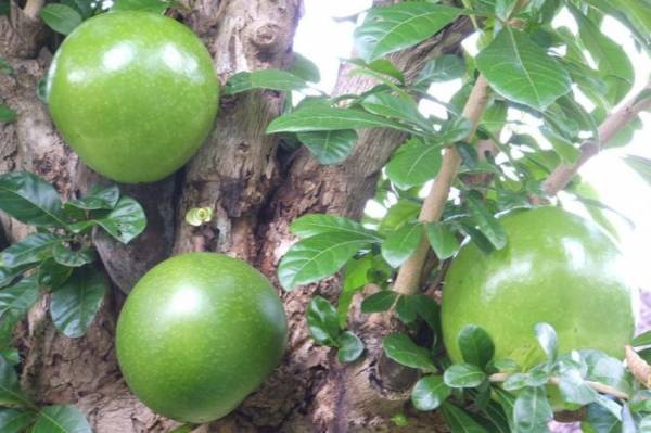 Buah Maja, Menginspirasi Nama Kerajaan Majapahit