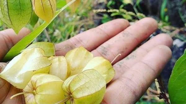 Ciplukan, Obat Kanker Yang Laku Keras di AS-China