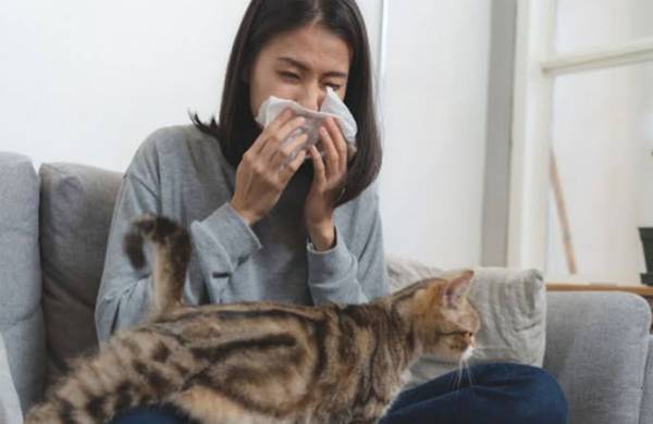Alergi Bulu Kucing: Kenali Gejala dan Cara Penanganannya