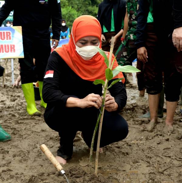 Pemprov Jatim Kejar Target 34.000 ha Restorasi Mangrove