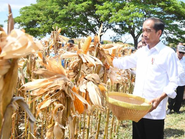 Tinjau Panen Jagung di Sumbawa, Jokowi Tekankan Pentingnya Keseimbangan Harga