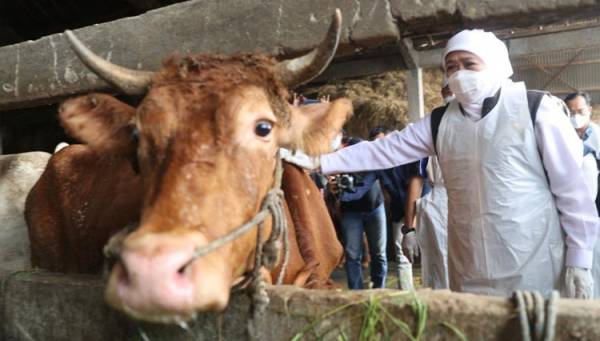 Pemprov Jatim Intensifkan penanganan PMK dan Pasca PMK