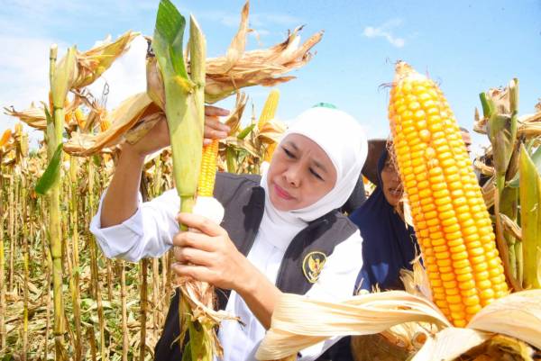 Khofifah Panen Jagung ‘Reog 234’