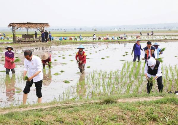 Khofifah Tanam Padi Bersama Presiden Jokowi di Tuban