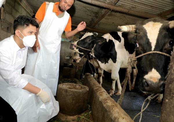 Plt Gubernur Jatim Emil Dardak Himbau Peternak Kooperatif Laksanakan Vaksin