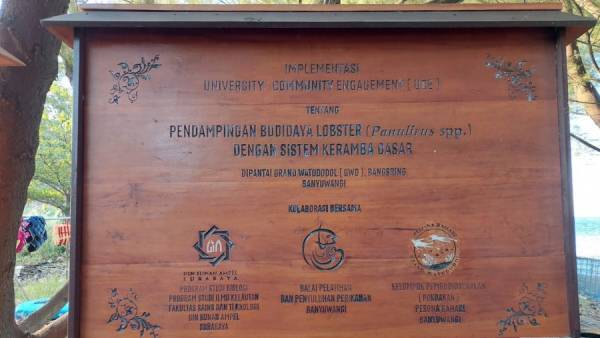 Luar Biasa..! Program Dampingan Budi Daya Lobster UIN SA Hasilkan Rp300juta per Tiga Bulan