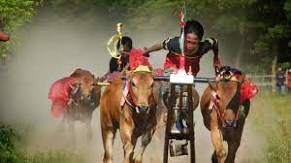 Kisah Dewa dan Dewi Sapi yang Jadi Simbol Kehormatan di Pulau Sapudi
