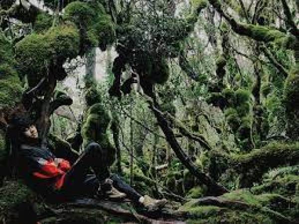 Sensasi Liburan Penuh Ketenangan di Hutan-Hutan Estetis Jawa Timur