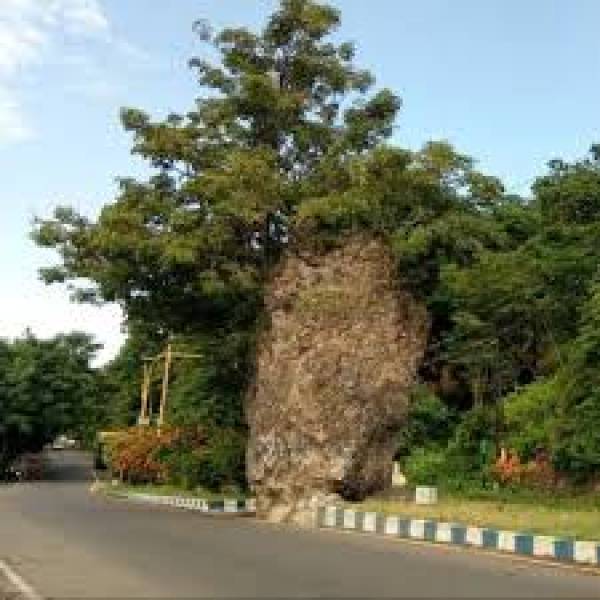 Watu Dodol, Batu yang Berdiri Kokoh di Tengah Jalan Situbondo – Banyuwangi
