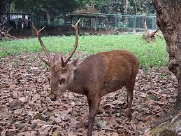 Rusa Bawean, Hewan Endemik Mungil dan Pemalu dari Gresik