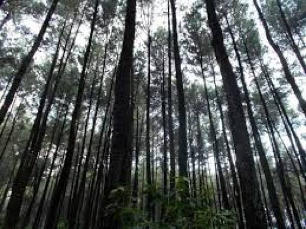 Bukan Hutan Penyedia Oksigen Terbanyak di Bumi, Lantas Apa?